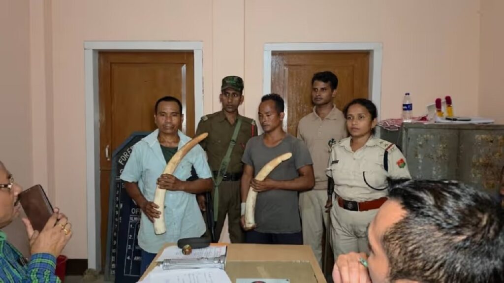 বকোত হাতীৰ দাঁতসহ দুজন আটক; অসম-মেঘালয় সীমান্তত বন বিভাগৰ অভিযান
