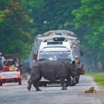 বানৰ কৱলৰ পৰা প্ৰাণ বচাবলৈ ওলাই আহিব বন্যপ্ৰাণী; কাজিৰঙা কৰিড’ৰত কটকটীয়া যান-বাহন নিষেধাজ্ঞা
