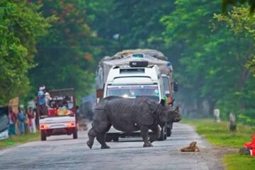 বানৰ কৱলৰ পৰা প্ৰাণ বচাবলৈ ওলাই আহিব বন্যপ্ৰাণী; কাজিৰঙা কৰিড’ৰত কটকটীয়া যান-বাহন নিষেধাজ্ঞা