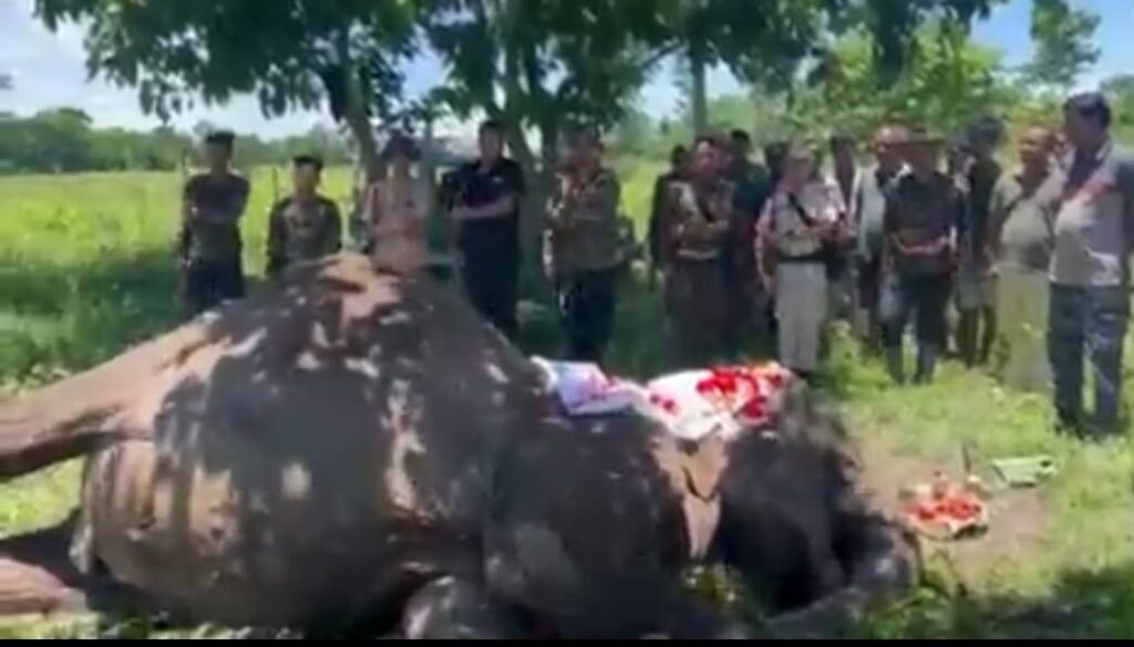 34 বছৰ সেৱাৰ অন্তত পৰলোকপ্ৰাপ্ত কাজিৰঙাৰ সাহসী পেট্ৰল হাতী জয়মালা