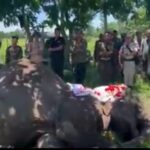 34 বছৰ সেৱাৰ অন্তত পৰলোকপ্ৰাপ্ত কাজিৰঙাৰ সাহসী পেট্ৰল হাতী জয়মালা