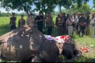 34 বছৰ সেৱাৰ অন্তত পৰলোকপ্ৰাপ্ত কাজিৰঙাৰ সাহসী পেট্ৰল হাতী জয়মালা
