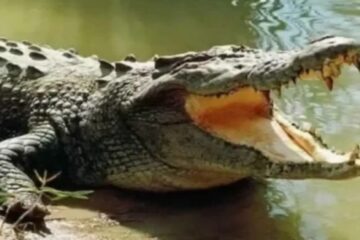 এক হৃদয় বিদাৰক ঘটনা