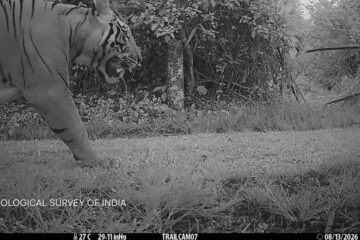 দিহিং পাটকাই ৰাষ্ট্ৰীয় উদ্যানত পুৰুষ বাঘ ধৰা পৰিল