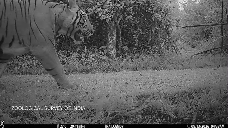 দিহিং পাটকাই ৰাষ্ট্ৰীয় উদ্যানত পুৰুষ বাঘ ধৰা পৰিল