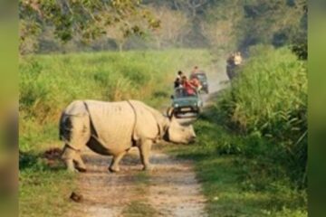কাজিৰঙা ৰাষ্ট্ৰীয় উদ্যানত এতিয়া আপুনি উঠিব নোৱাৰিব ছেলফি