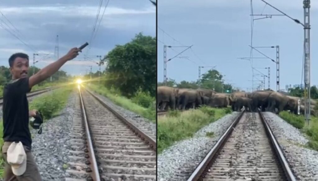 ৰে’লপথত হাতীৰ জাক! সতৰ্কতাৰ বাবে সুৰক্ষিতভাৱে ৰখাই দিয়া হ’ল ৰাজধানী এক্সপ্ৰেছ