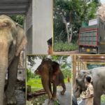 ৫৩ বছৰীয়া আহত হাতী জয়মতীক বিমানেৰে জামনগৰৰ বন্তাৰালৈ প্ৰেৰণ, ভাৰতত প্ৰথম এনে চিকিৎসা-বিমান স্থানান্তৰ