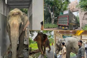 ৫৩ বছৰীয়া আহত হাতী জয়মতীক বিমানেৰে জামনগৰৰ বন্তাৰালৈ প্ৰেৰণ, ভাৰতত প্ৰথম এনে চিকিৎসা-বিমান স্থানান্তৰ