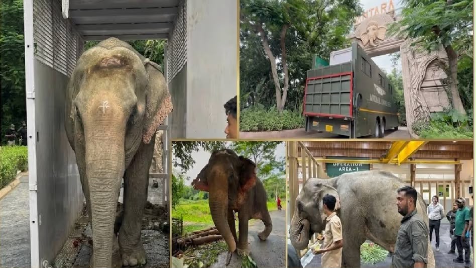 ৫৩ বছৰীয়া আহত হাতী জয়মতীক বিমানেৰে জামনগৰৰ বন্তাৰালৈ প্ৰেৰণ, ভাৰতত প্ৰথম এনে চিকিৎসা-বিমান স্থানান্তৰ
