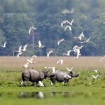 স্বতন্ত্ৰ অধ্যয়ন নোহোৱালৈকে ১০ কিমি বাফাৰ বাহাল ৰাখিব লাগে: বালিপাৰা ফাউণ্ডেশ্যনৰ আহ্বান