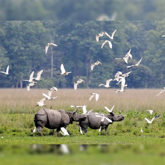 স্বতন্ত্ৰ অধ্যয়ন নোহোৱালৈকে ১০ কিমি বাফাৰ বাহাল ৰাখিব লাগে: বালিপাৰা ফাউণ্ডেশ্যনৰ আহ্বান