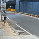 মানসিকভাৱে অসুস্থ যুৱতীক যৌন নিৰ্যাতনৰ চেষ্টা! দেৱদূত হৈ ৰক্ষা দুটা বাটৰ কুকুৰৰ