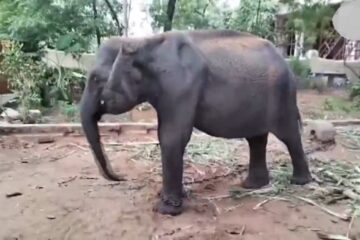 অসমৰ পৰা তামিলনাডুলৈ হাতী প্ৰেৰণক লৈ তীব্ৰ বিতৰ্ক; মাদুৰাইৰ মন্দিৰ পালেগৈ কণমানি ‘দুৰ্গা’