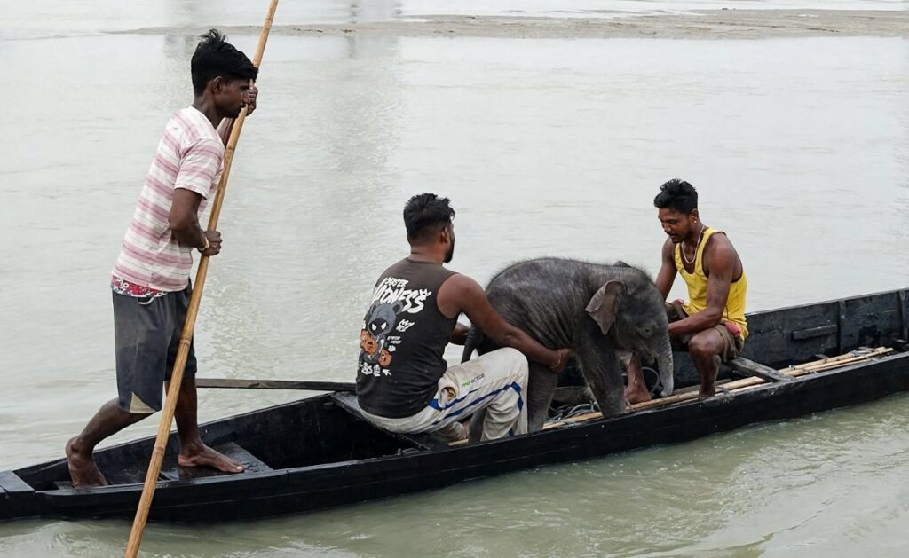 তিস্তাৰ উত্তাল সোঁতত উটি যোৱা তিনিদিনীয়া হাতীৰ পোৱালিক উদ্ধাৰ মাছমৰীয়াৰ; বন বিভাগৰ সহযোগত মাকৰ কোলালৈ উভতিল সন্তান