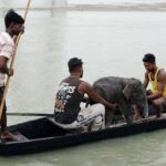 তিস্তাৰ উত্তাল সোঁতত উটি যোৱা তিনিদিনীয়া হাতীৰ পোৱালিক উদ্ধাৰ মাছমৰীয়াৰ; বন বিভাগৰ সহযোগত মাকৰ কোলালৈ উভতিল সন্তান