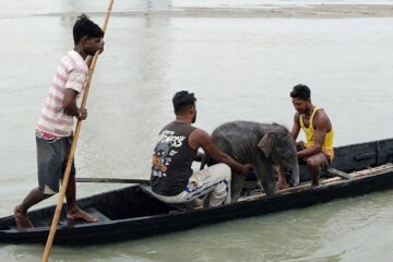 তিস্তাৰ উত্তাল সোঁতত উটি যোৱা তিনিদিনীয়া হাতীৰ পোৱালিক উদ্ধাৰ মাছমৰীয়াৰ; বন বিভাগৰ সহযোগত মাকৰ কোলালৈ উভতিল সন্তান
