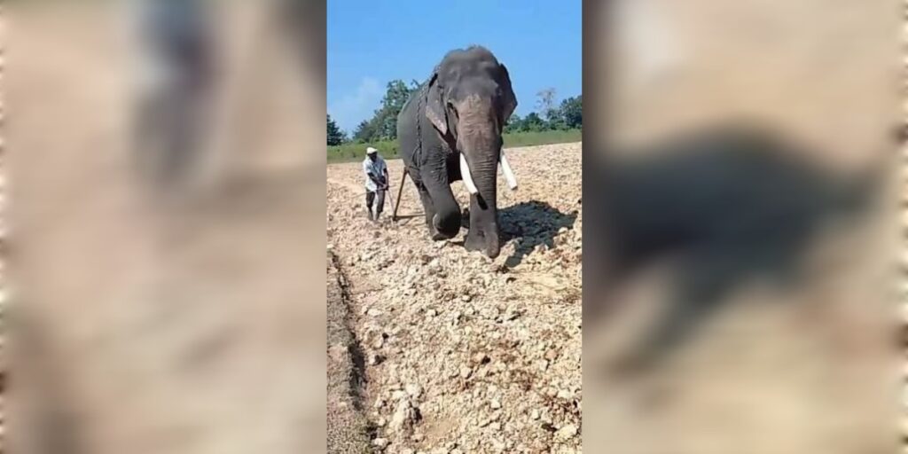খুমটাইত হাতীয়ে চহাইছে পথাৰ!
