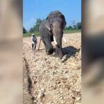 খুমটাইত হাতীয়ে চহাইছে পথাৰ!