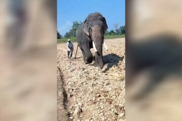 খুমটাইত হাতীয়ে চহাইছে পথাৰ!